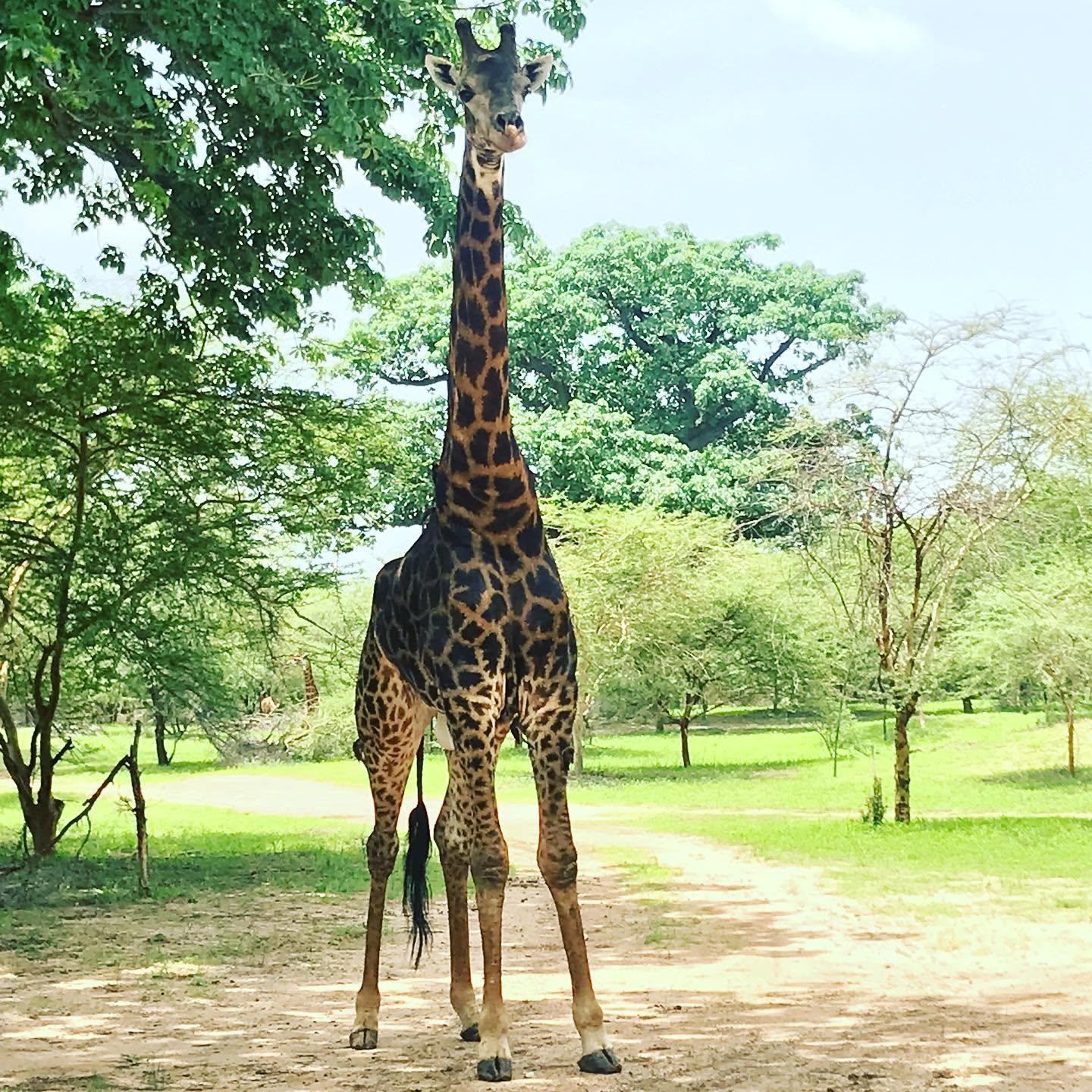Safari et Faune Sauvage