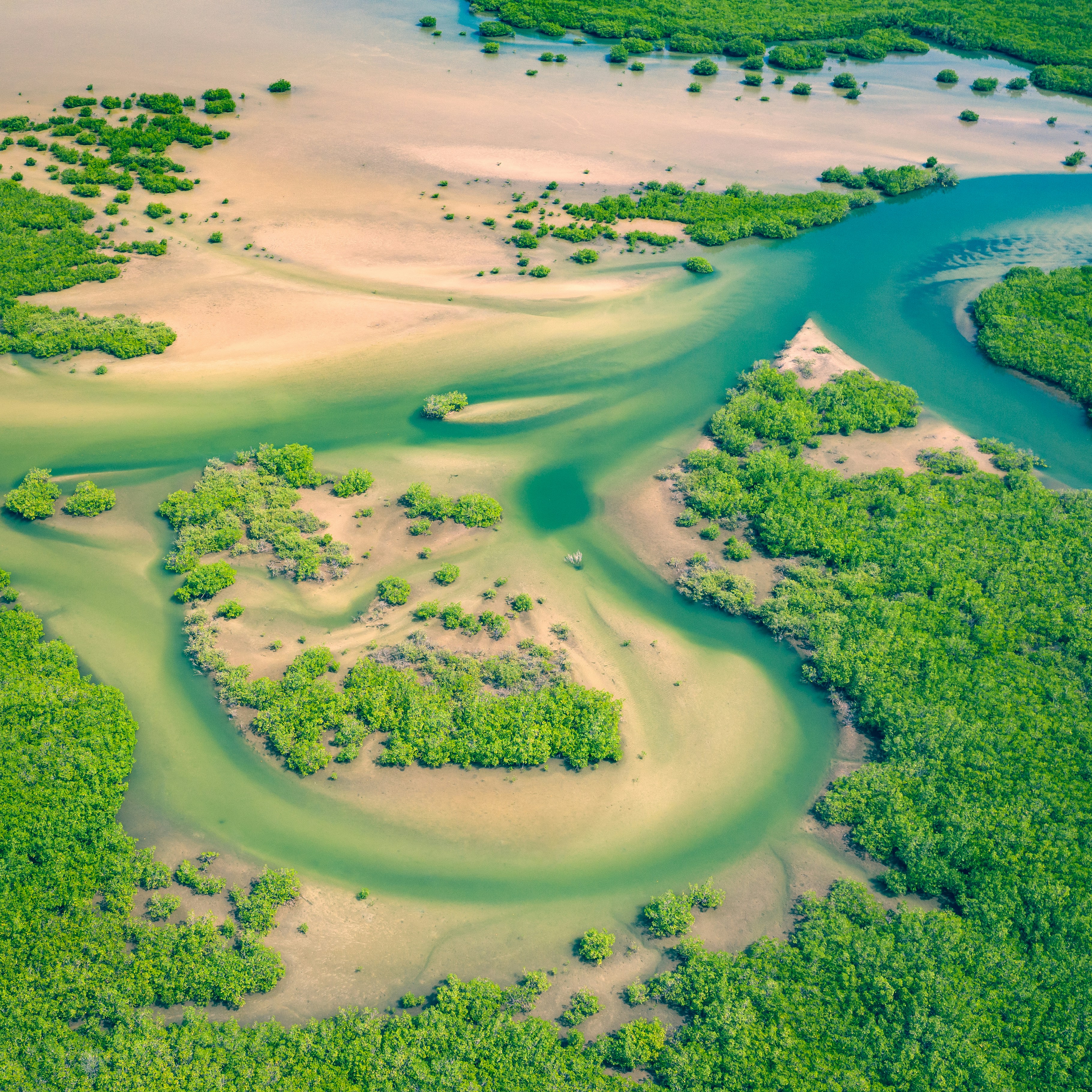 Mangrove du Sine Saloum